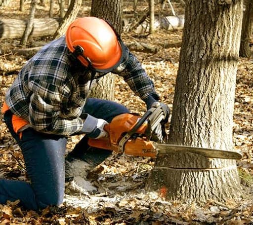 Tree Removal in Minersville, PA